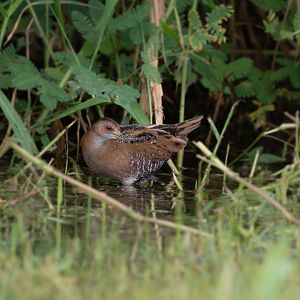 Baillon's Crake