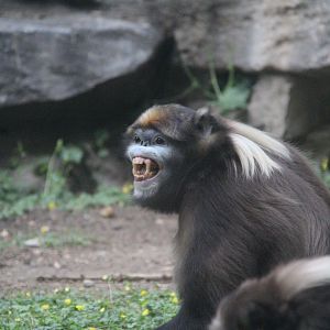 Grey snub-nosed monkey