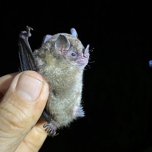 Highland Yellow-shouldered Bat (Sturnira hondurensis)