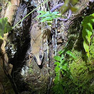 Zeledon’s Mouse Opossum (Marmosa zeledoni)