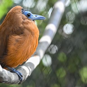 Capuchinbird