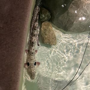 New Sharks in touch pool?