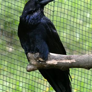 European common raven (Corvus corax corax)