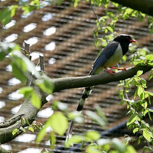 Red-billed blue magpie (Urocissa erythroryncha)