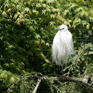 Little egret (Egretta garzetta)