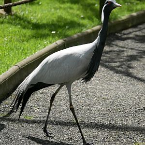 Demoiselle crane (Grus virgo)