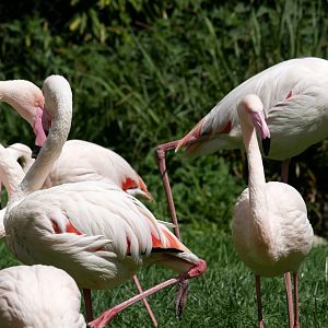 Greater flamingo (Phoenicopterus roseus)