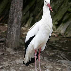 White stork (Ciconia ciconia)