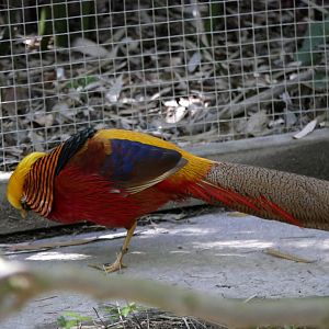 Golden pheasant (Chrysolophus pictus)