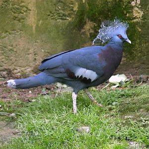Victoria crowned pigeon (Goura victoria)