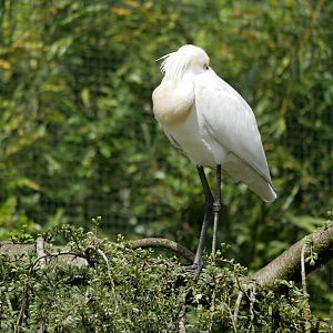 Eurasian spoonbill (Platalea leucorodia)