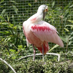 Roseate spoonbill (Platalea ajaja)