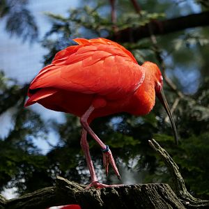 Scarlet ibis (Eudocimus ruber)