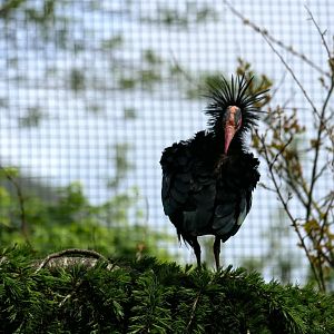Northern bald ibis (Geronticus eremita)