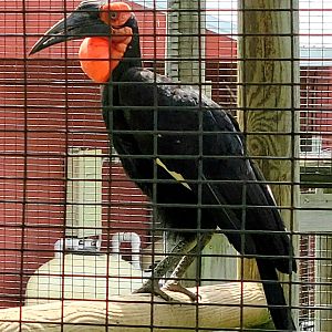 Southern Ground Hornbill-Bright's Zoo-April 2025