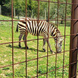 Grant's Zebra-Bright's Zoo-April 2025