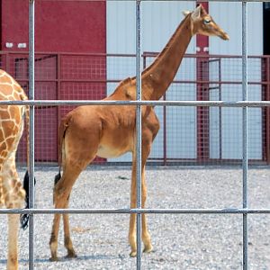 Reticulated Giraffe-Bright's Zoo-April 2025
