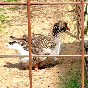 Toulouse Goose-Bright's Zoo-April 2025