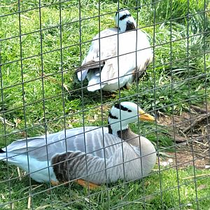 Bar-headed Goose-Bright's Zoo-April 2025