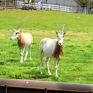 Scimitar-Horned Oryx-Bright's Zoo-April 2025