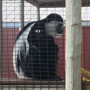 Black And White Colobus Monkey-Bright's Zoo-April 2025