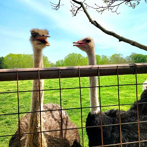 Common Ostrich-April 2025