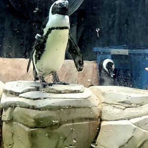African Penguin-Bright's Zoo
