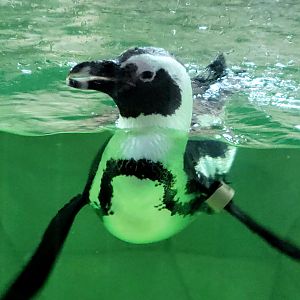 African Penguin-Bright's Zoo