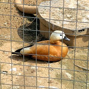 Ruddy Shelduck-Bright's Zoo-April 2025