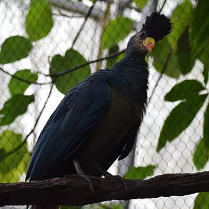 Great blue turaco