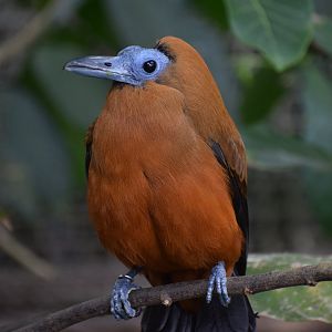 Capuchinbird