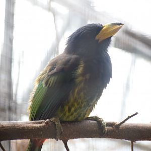 Great barbet