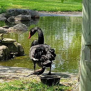 Australian Black Swan-Bright's Zoo-April 2025