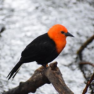 Scarlet-headed blackbird