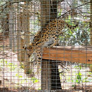 Serval-Bright's Zoo-April 2025
