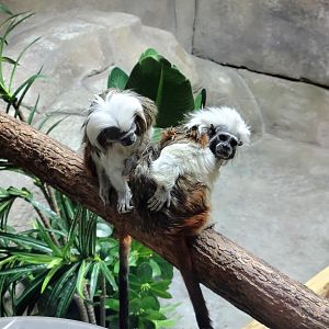Cotton-top Tamarin-Bright's Zoo-April 2025