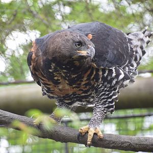 Crowned eagle