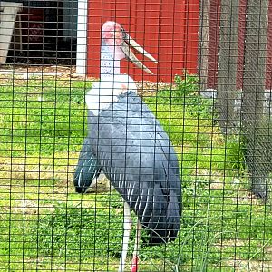 Marabou Stork-Bright's Zoo
