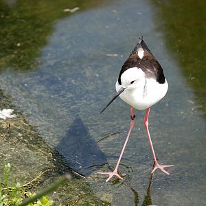Black-winged stilt (Himantopus himantopus)