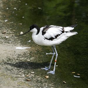 Pied avocet (Recurvirostra avosetta)