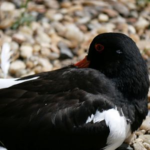 Eurasian oystercatcher (Haematopus ostralegus)