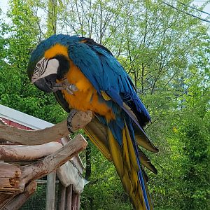 Blue And Gold Macaw-Bright's Zoo