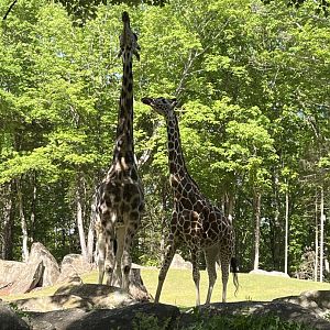 Giraffes: Jack and Leia