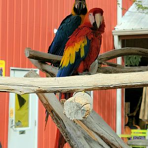 Scarlet Macaw  - Bright's Zoo