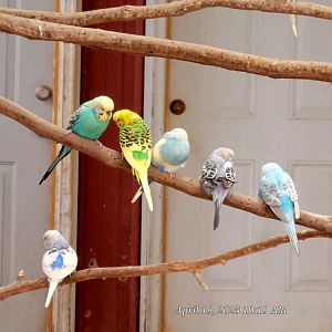 Budgerigars - Bright's Zoo