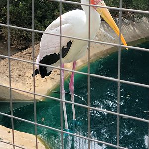 Yellow-Billed Stork-Bright's Zoo