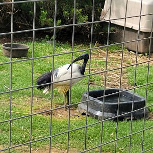 African Sacred Ibis  - Bright's Zoo
