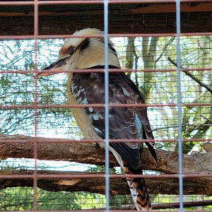 Laughing Kookaburra  - Bright's Zoo