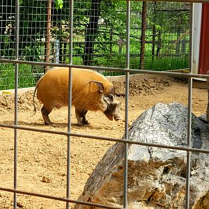 Red River Hog -Bright's Zoo-April 2025