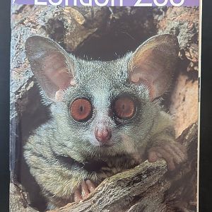 2000 ZSL London Zoo Guide Book